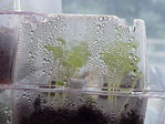 Filename=PlantersMoist2.jpg
Filesize=203KiB
Dimensions=1024x768
Date added=Sep 01, 2006 PlantersMoist2.jpg